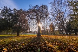 Laxenburg Hängebuche