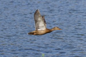 Ente - Fotokurse Martin Winkler