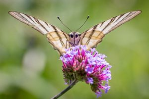 Fotokurse Wien - Schmetterling neu