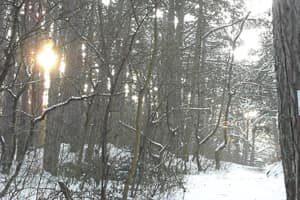 Fotokurse Wien - Fotos alt Wald