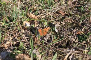 Fotokurse Wien - Schmetterling alt