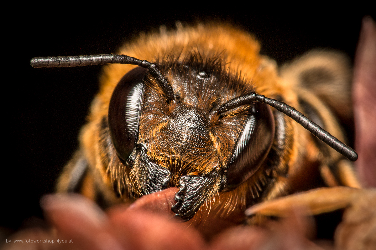 Detailstudie einer Biene