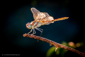 Makro - Fotokurse Martin Winkler