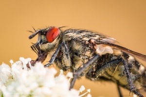 Makro - Fotokurse Martin Winkler