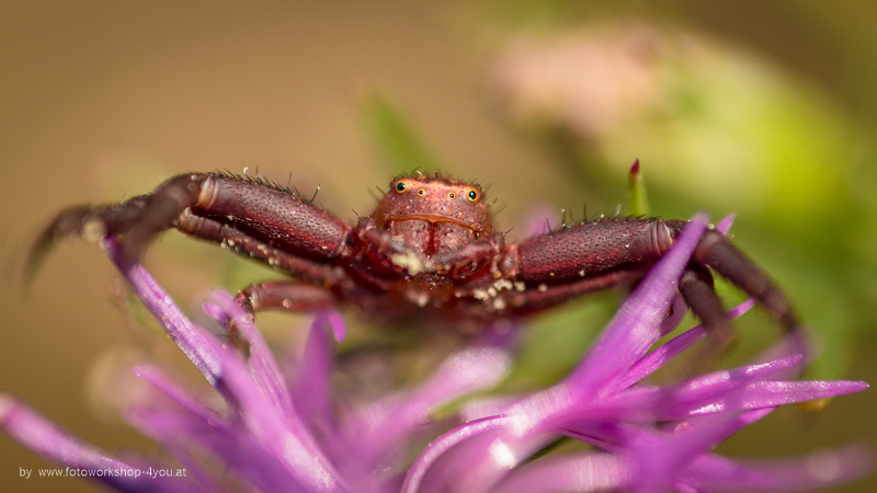 Makro-Ausflug am Eichkogel und wie ich meine Fotos aussortiere