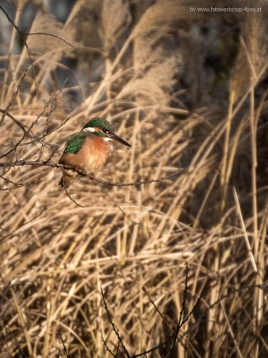 Eisvogel - Fotokurse Martin Winkler