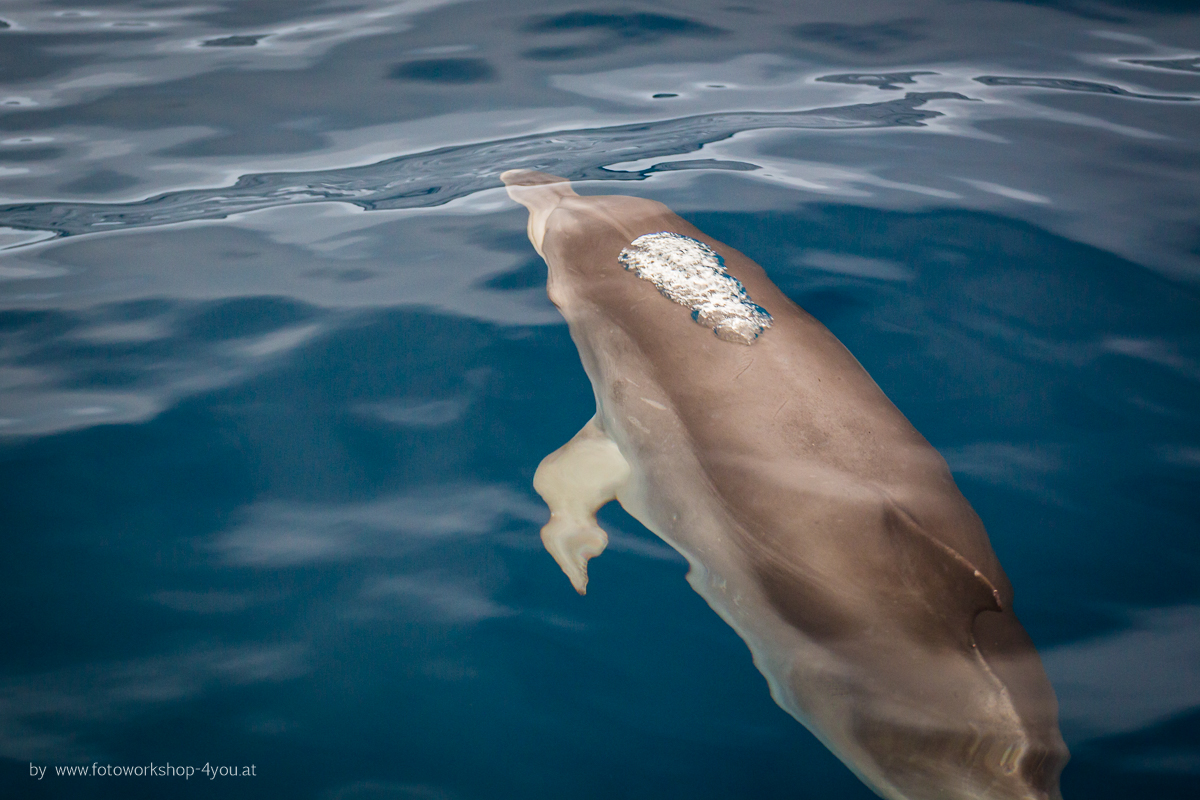 Whale-watching vor La Palma