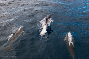 Whalewatching-Fotoreisen mit Martin Winkler