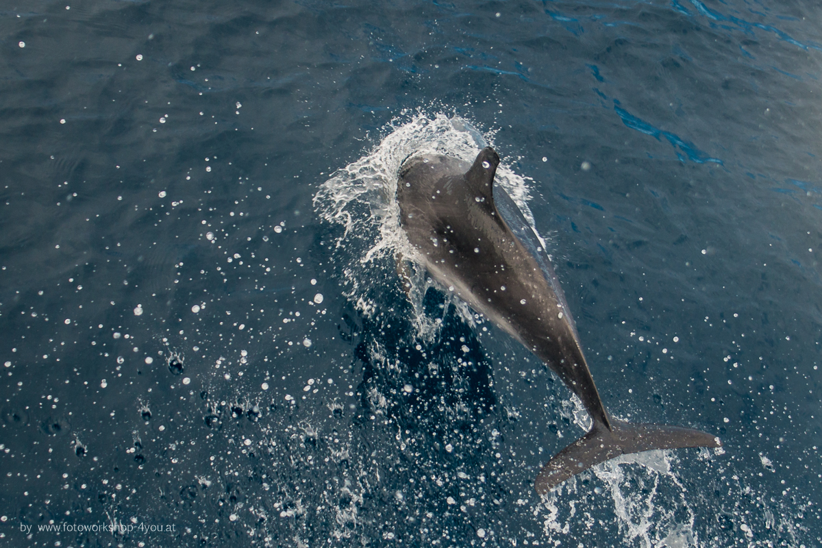 Whalewatching-Fotoreisen mit Martin Winkler
