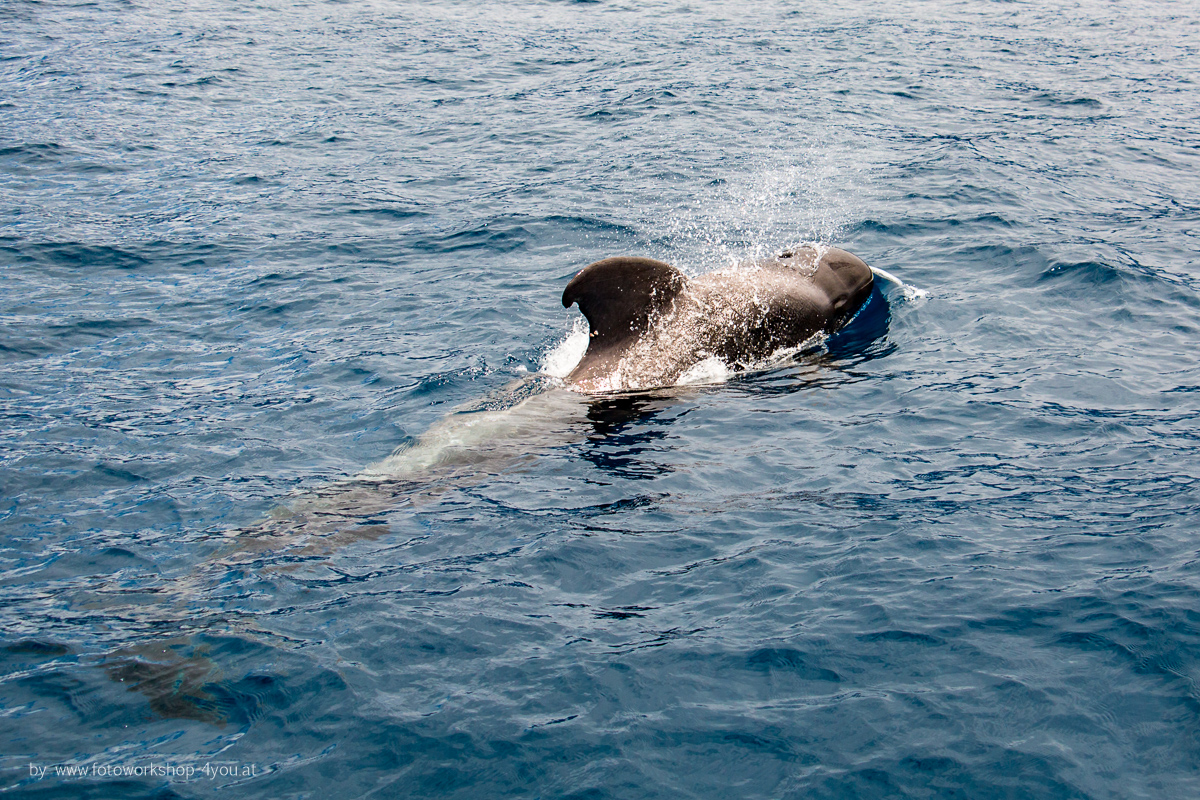 Whalewatching-Fotoreisen mit Martin Winkler