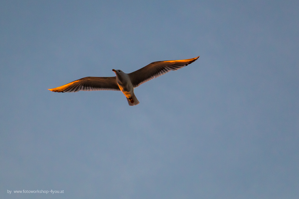 Wie du Möven im Flug fotografierst