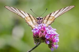 Fotografieren lernen - Schmetterling neu