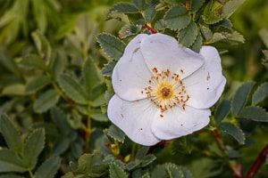 Fotokurs Bildgestaltung - Beispiel Blumen 2