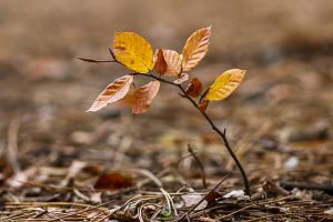 Herbstwald 2 - Fotokurse Martin Winkler