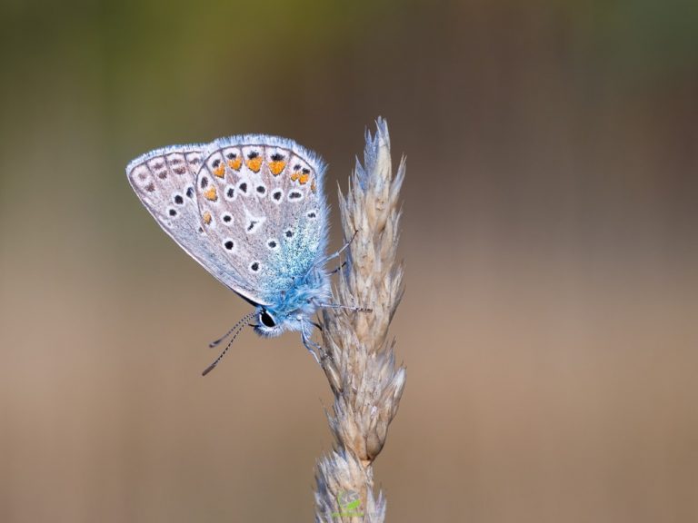 Schmetterling am Eichkogel