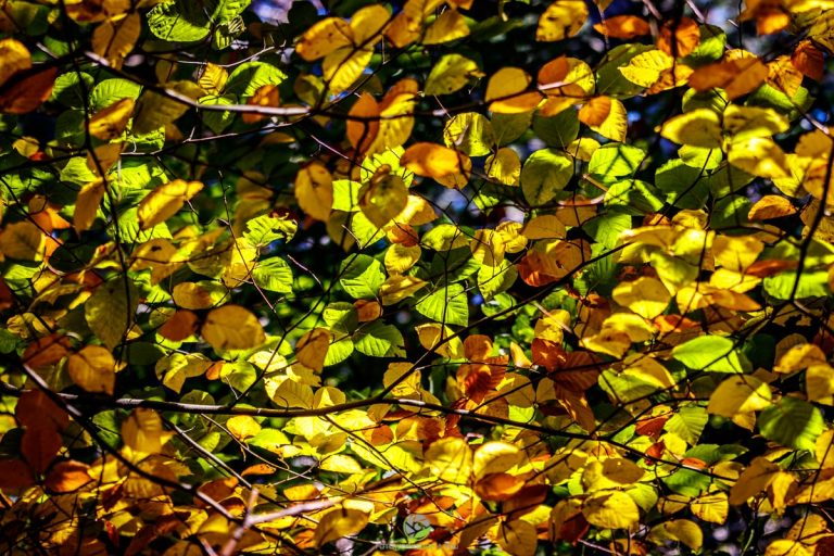 Muster - Herbstwald