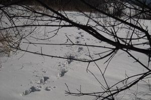 Foto Spuren im Schnee alt