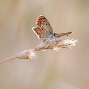 Schmetterling Fotokurse Martin Winkler Basic-Kurs