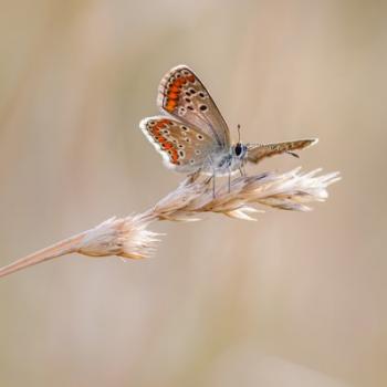 Schmetterling Fotokurse Martin Winkler Basic-Kurs