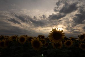 Sonnenblumen roh mit Stern