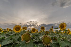 Verwelkte Sonnenblumen