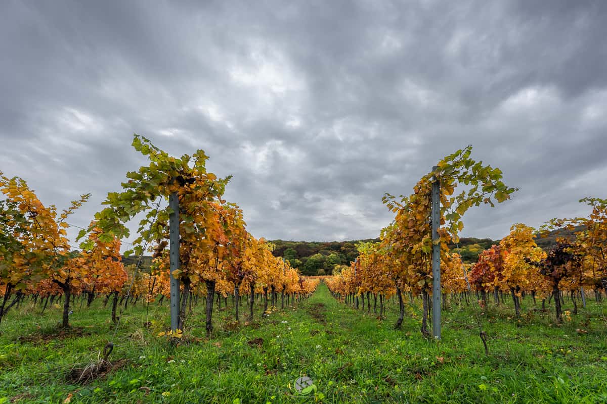 Weingärten - Position Weingärten - Position