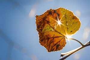 Fotoworkshop Niederösterreich - bunter Herbstwald