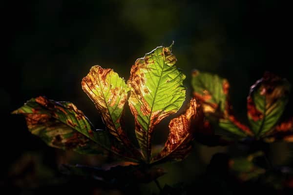 Fotoworkshop Herbstwald3