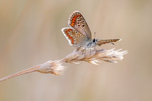 Schmetterling neu