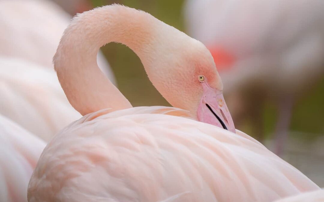 Wie fotografiert man Tiere richtig?