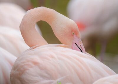 Fotokurse Martin Winkler Flamingo
