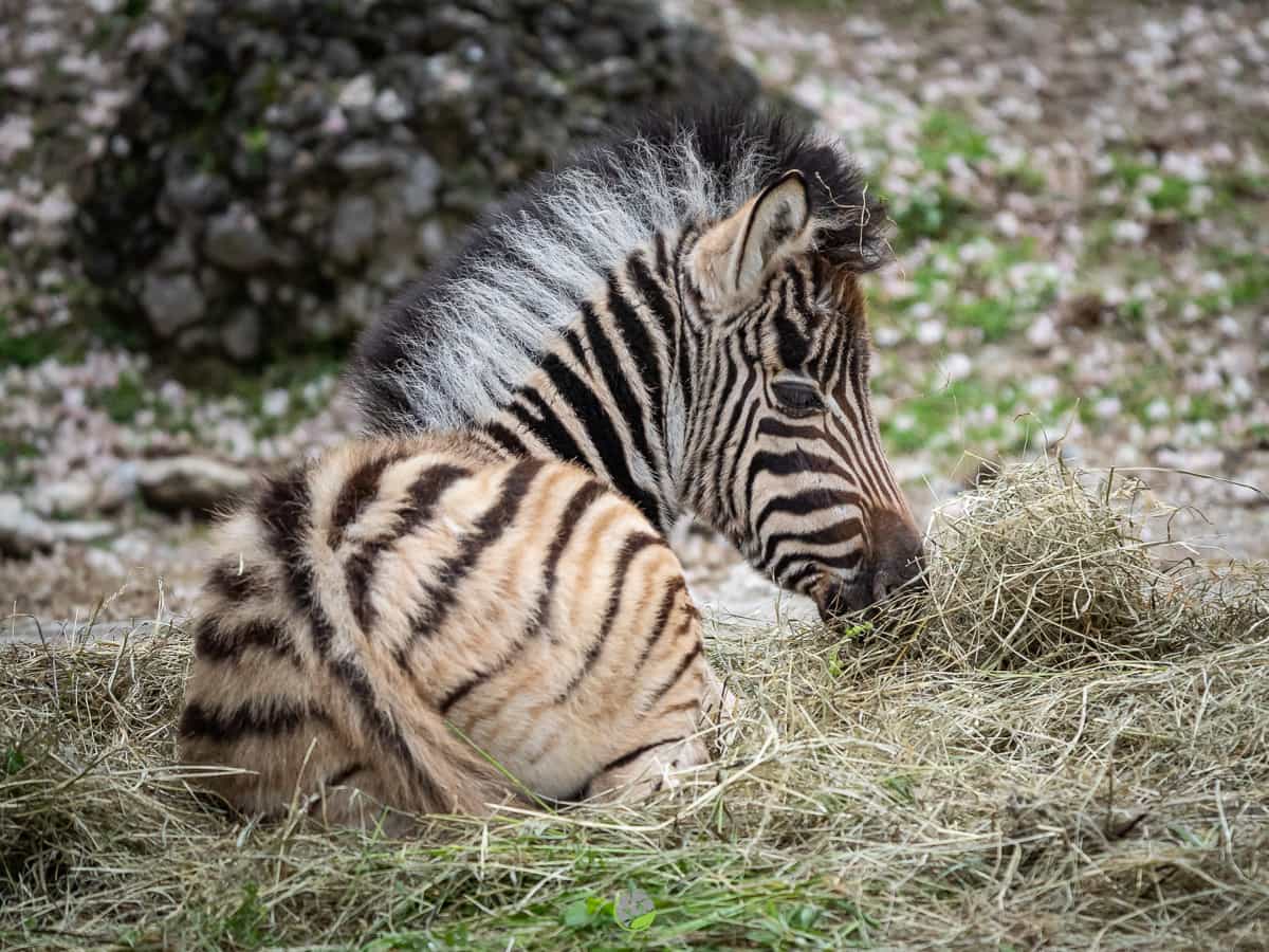Fotokurse Martin Winkler Zebra Fotokurse Martin Winkler Zebra