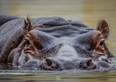 Fotokurse Martin Winkler Flusspferd